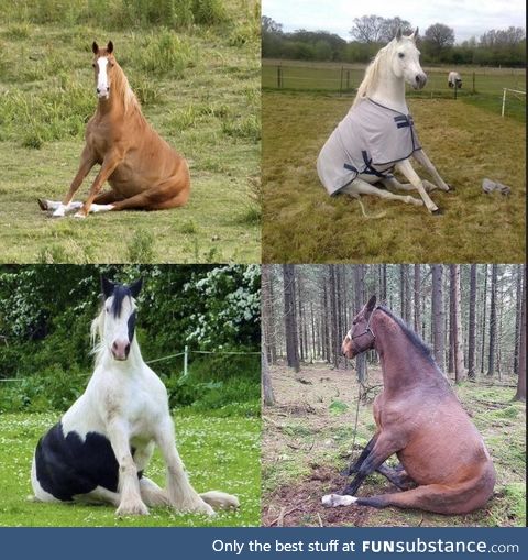 Horses sitting like dogs, good day