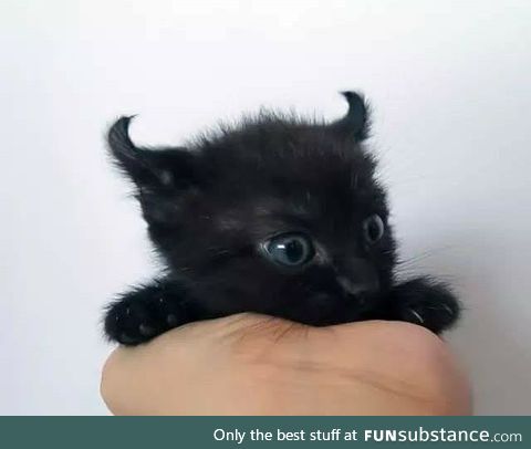 All hail Satan in his (small) feline form