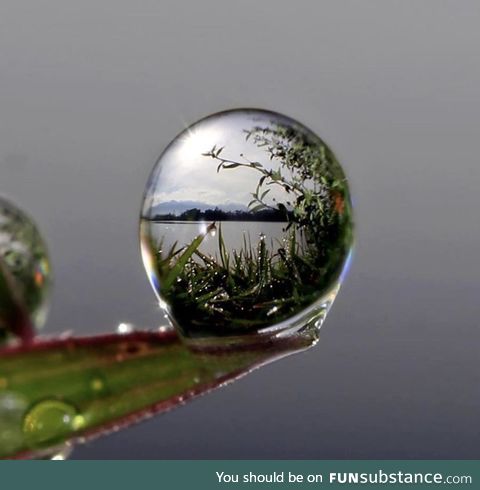 Macro shot of water on a leaf