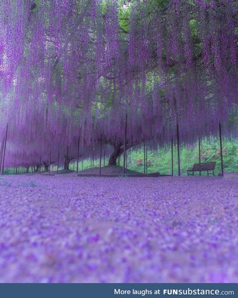 Spring in Japan