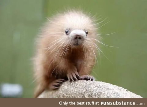 A baby porcupine is called a porcupette, allegedly