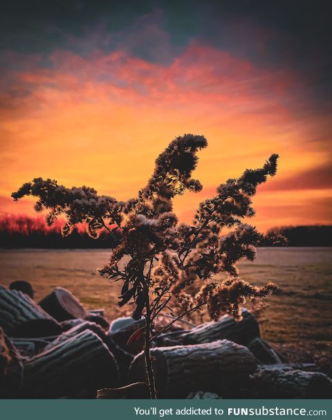 Frosty sunrise this morning in Michigan