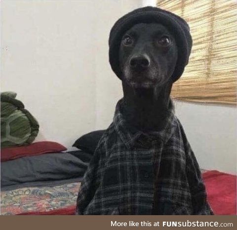 Snoop doggo