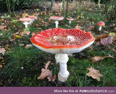 Red mushroom near road