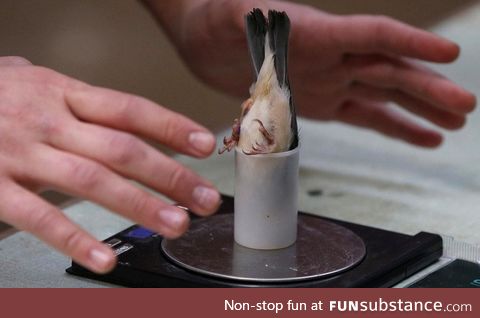 How zoologists weigh the bird