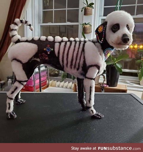 Best "Dia de Muertos" doggo