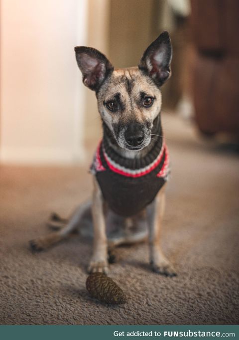 Adopted him from the shelter earlier this year, first Christmas together :)