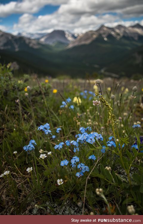 Mountain flowers of Alberta