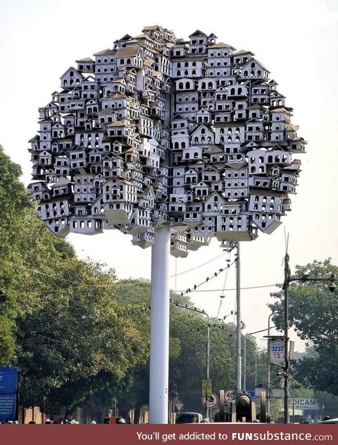 It’s for the birds, Lahore, Pakistan