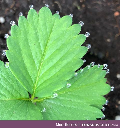 The water droplet formation around the leaves are pretty cool