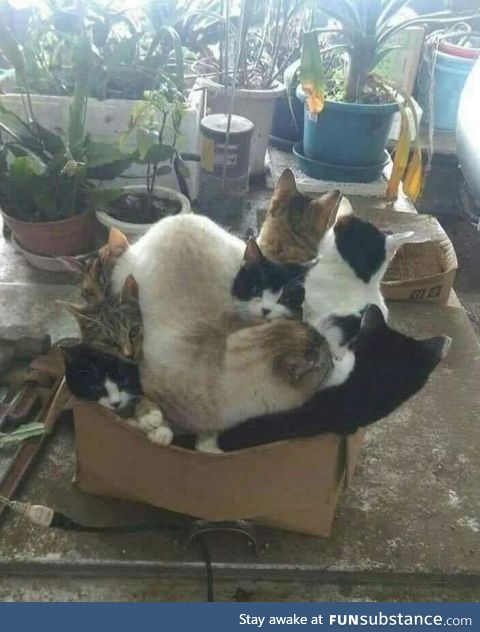 This box can fit so many cats