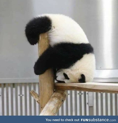 Nothing cuter than a bored baby panda