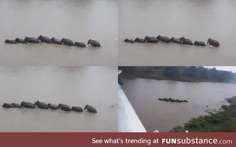 A gaggle of Elephants crossing the Mahaweli river in Sri Lanka