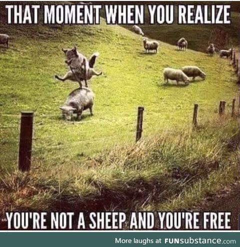 Leapsheep