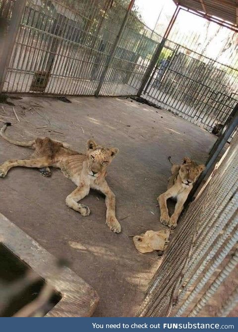 Lions in Zoo, Erbil, Kurdistan