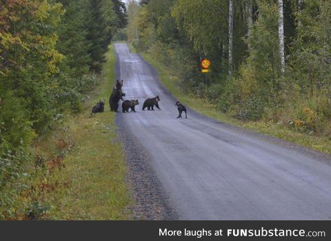 Dog meets a bear family