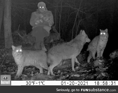 Last night's trail cam