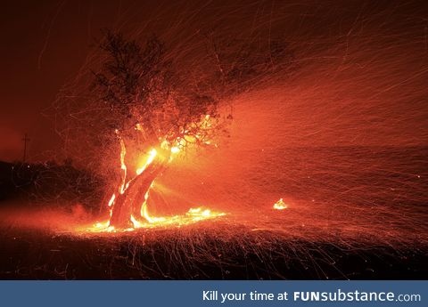 Embers being blown from a burning tree - kincade fire in California