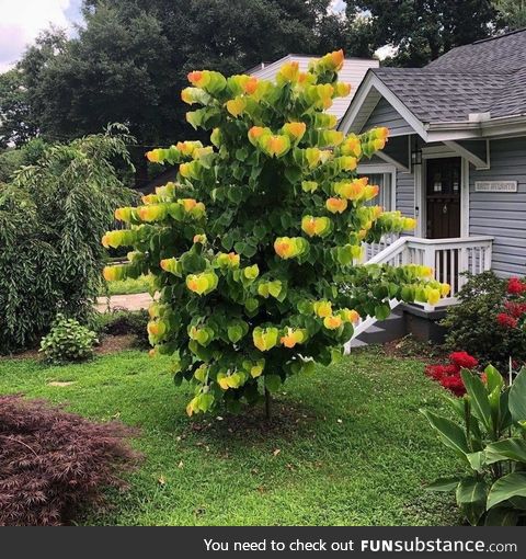 The colour and shape of this trees leaves makes it seem out of focus