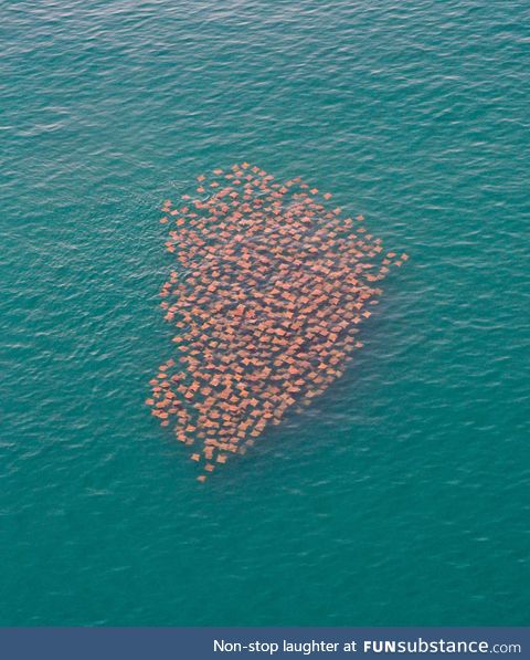 Migrating stingrays