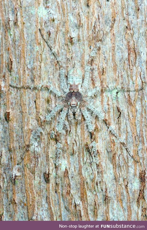 The Lichen Huntsman spider