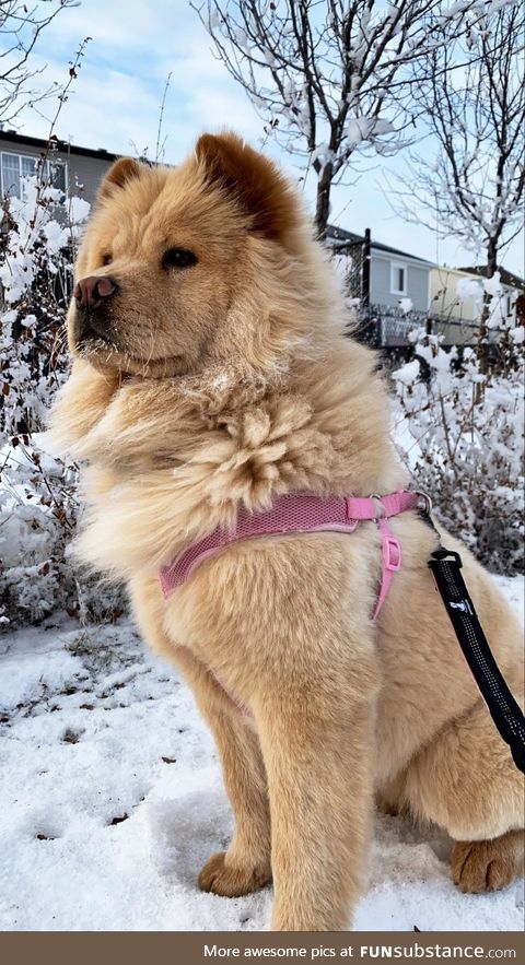 This pup enjoying her first of many cold Canadian winters!