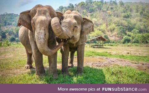 In India, one tea garden has become a haven for endangered Asian elephants