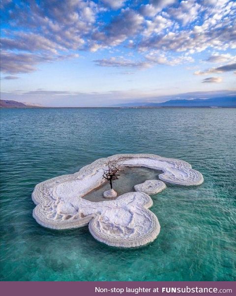 This little tree at the dead sea is pretty much the only living thing for miles across