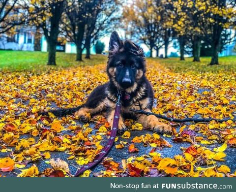 Our handsome boy Phoenix with the last leaves of the fall