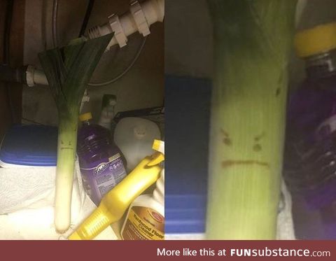 Serious leek under the sink