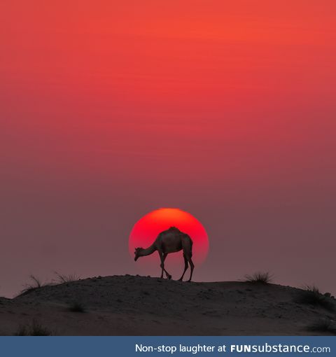 Red Camel silhouette near Sharjah, UAE