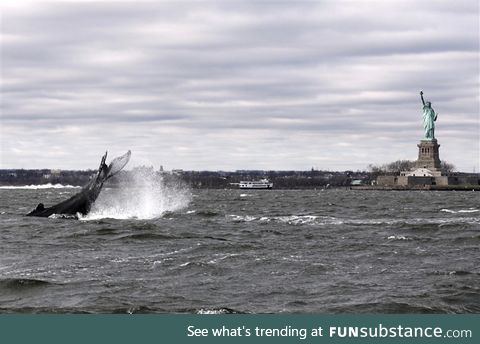 Humpback whale spotted in the Hudson on Monday