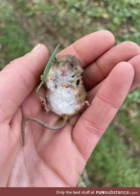 Rescued Mouse Armed With a Blade