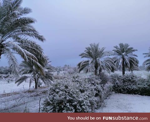 Snowed in Baghdad for the first time since 1911