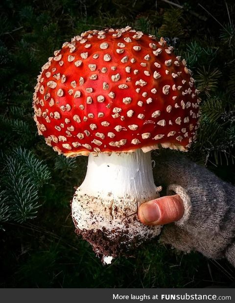 Amanita muscaria. Straight Outta Super Mario