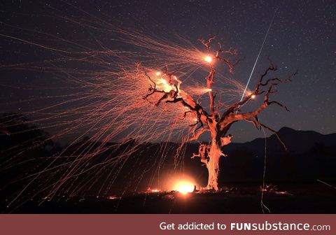 A meteor streaks across the night sky as gusty winds create an ember cast on a valley oak