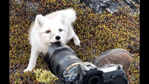 Young white arctic fox in greenland