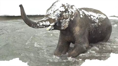 Animals enjoying a snow day at the Oregon Zoo (2017)