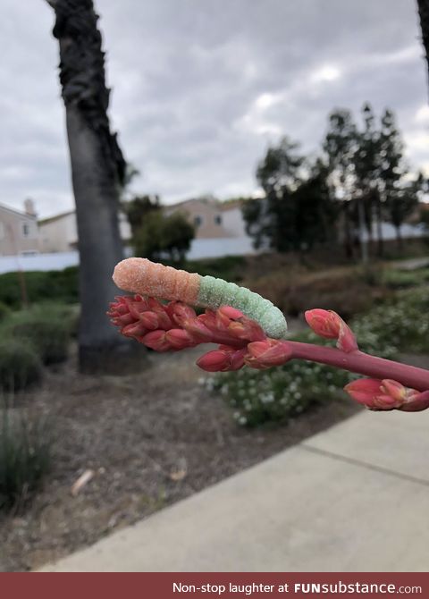 Captured this beautiful caterpillar in its natural habitat today