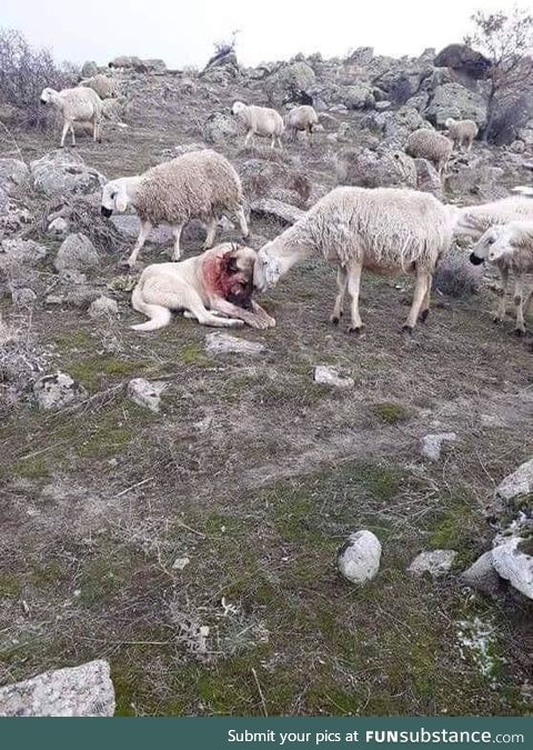 Sheep shows gratitude to the dog after saving them from a wolf attack