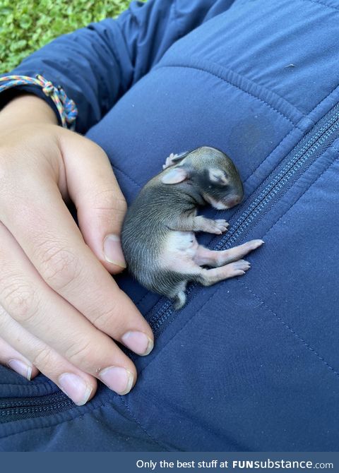 Rescued this little rabbit from the side of the road today