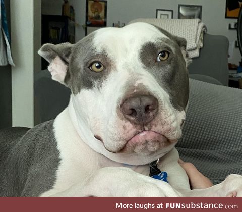 Sometimes our dog, Charlie, gets his upper lip stuck behind his lower lip