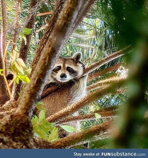 Heard some rustling up above, looked up to see this adorable girl