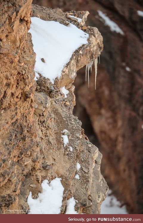 Can you see the snow leopard ?