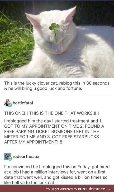 Lucky chonk