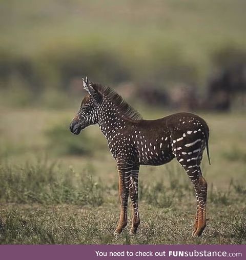 Rarest Zebra ever, with dots instead of stripes