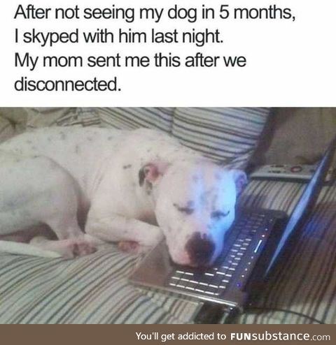 Dog after skyping owner for first time in 5 months