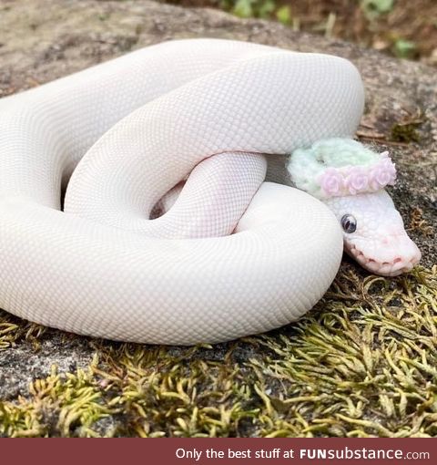 Making Hats For Snakes