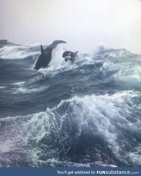 Killer Whales in heavy seas