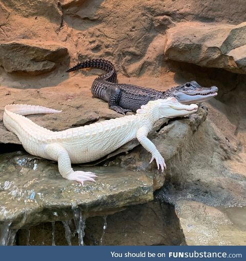 Albino & Melanistic American alligators named "Salt" & "Pepper" together